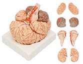 腦解剖模型（8部件）