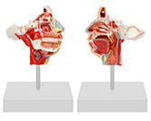 頭面部血管神經(jīng)模型（帶數字標識）