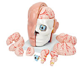 頭解剖+腦動(dòng)脈模型（10部件）