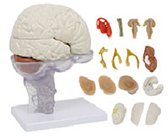 彩色腦解剖模型（15部件）