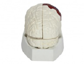 腦解剖模型（15部件）