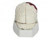 腦解剖模型（15部件）