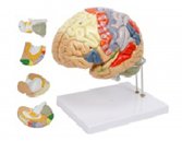 彩色腦解剖放大模型（4部件）（帶數字標識）