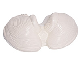 gao級小腦放大模型（2部件）