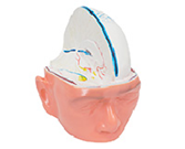 硬腦膜+靜脈竇模型