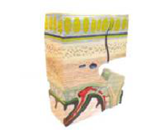 顱頂層次解剖放大模型