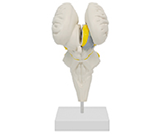 腦干+下丘腦核團放大模型（4部件）