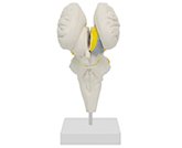 腦干+下丘腦核團放大模型（4部件）