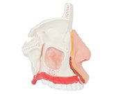 鼻腔解剖放大模型