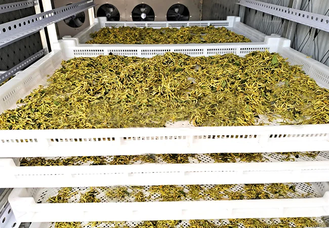 西部大旗空氣能熱泵金銀花烘干機