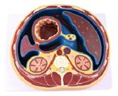 腹腔橫斷模型（帶數(shù)字標識）