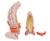 直腸肛管直環(huán)+靜脈通道放大模型（2部件）
