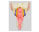 咽喉壁肌模型