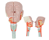唾液腺+咽肌解剖模型（2部件）