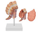 盲腸+闌尾模型