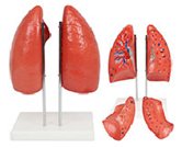 肺解剖模型（4部件）