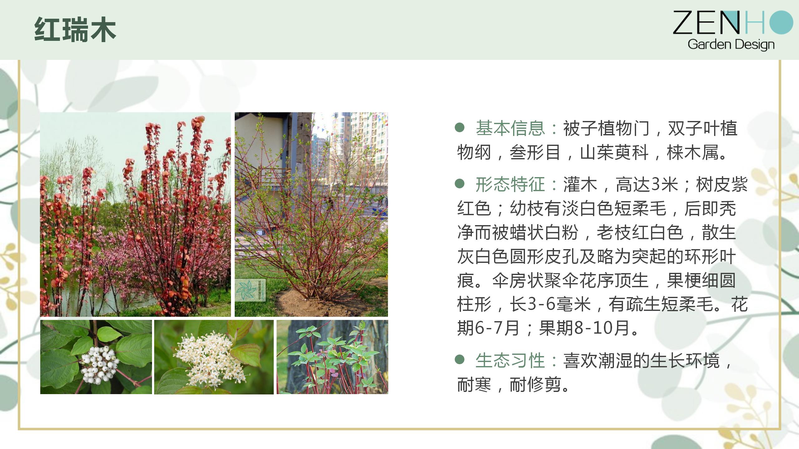 植物清單更新增添_33.jpg