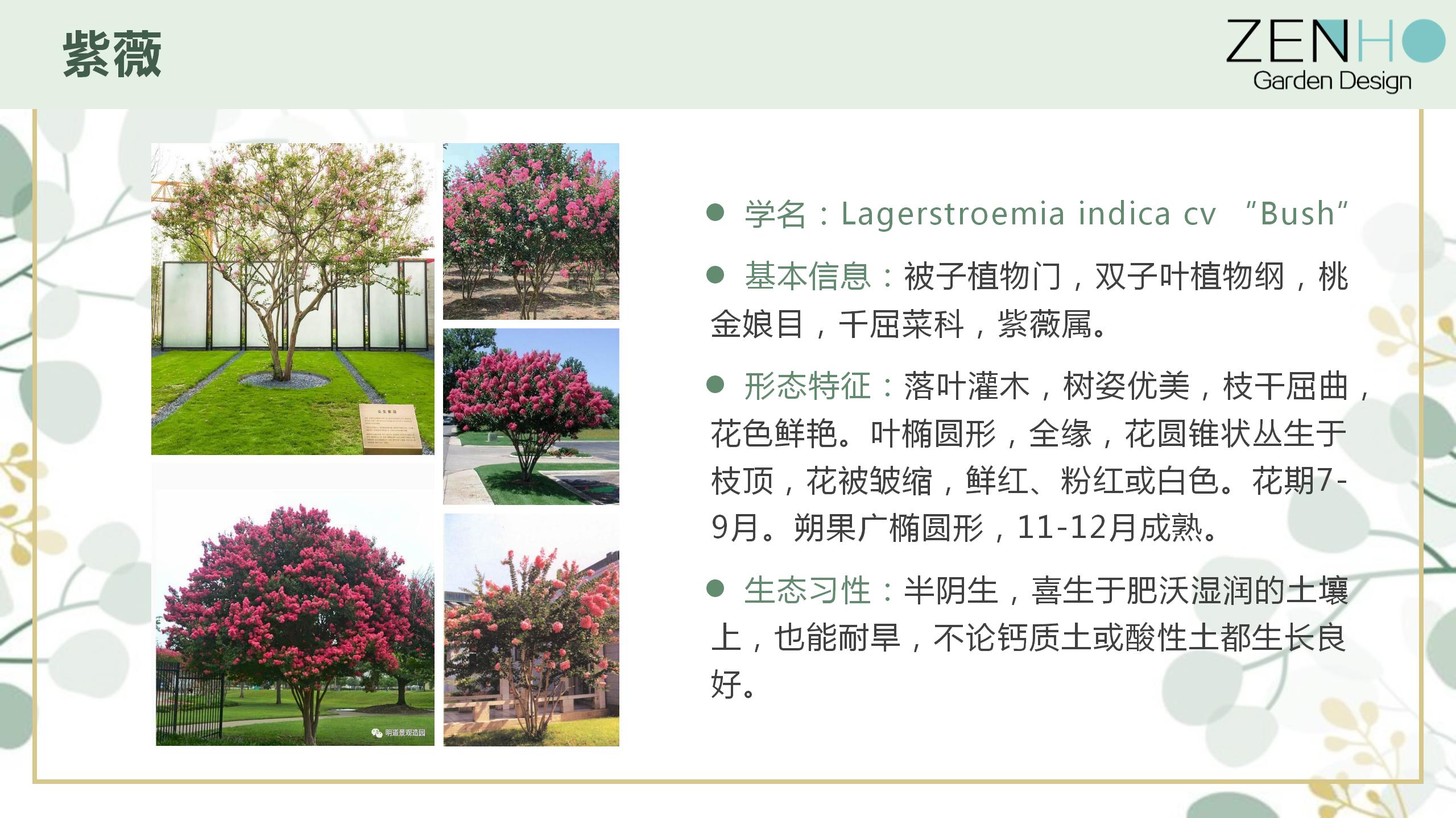 植物清單更新增添_99.jpg