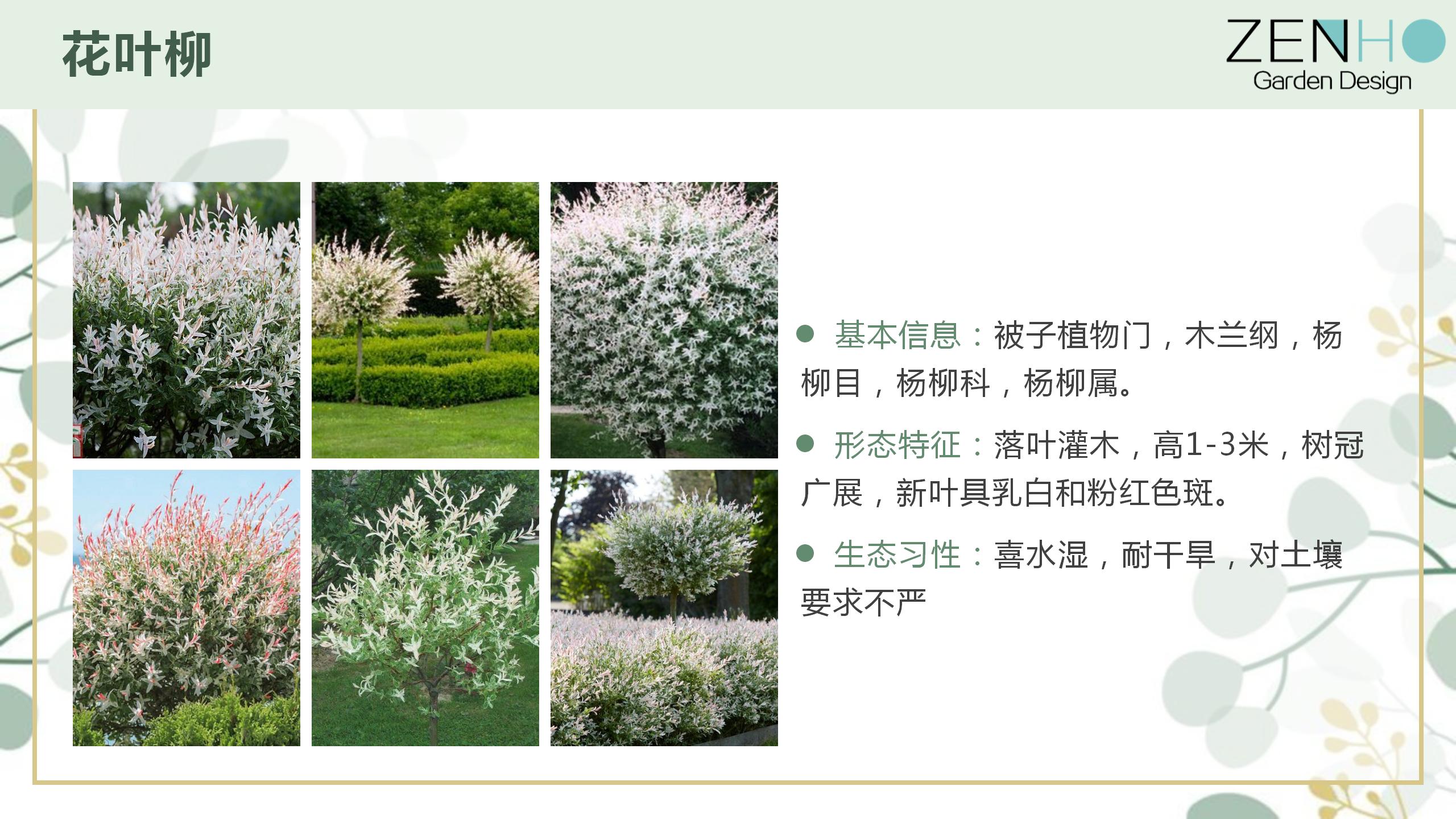 植物清單更新增添_35.jpg
