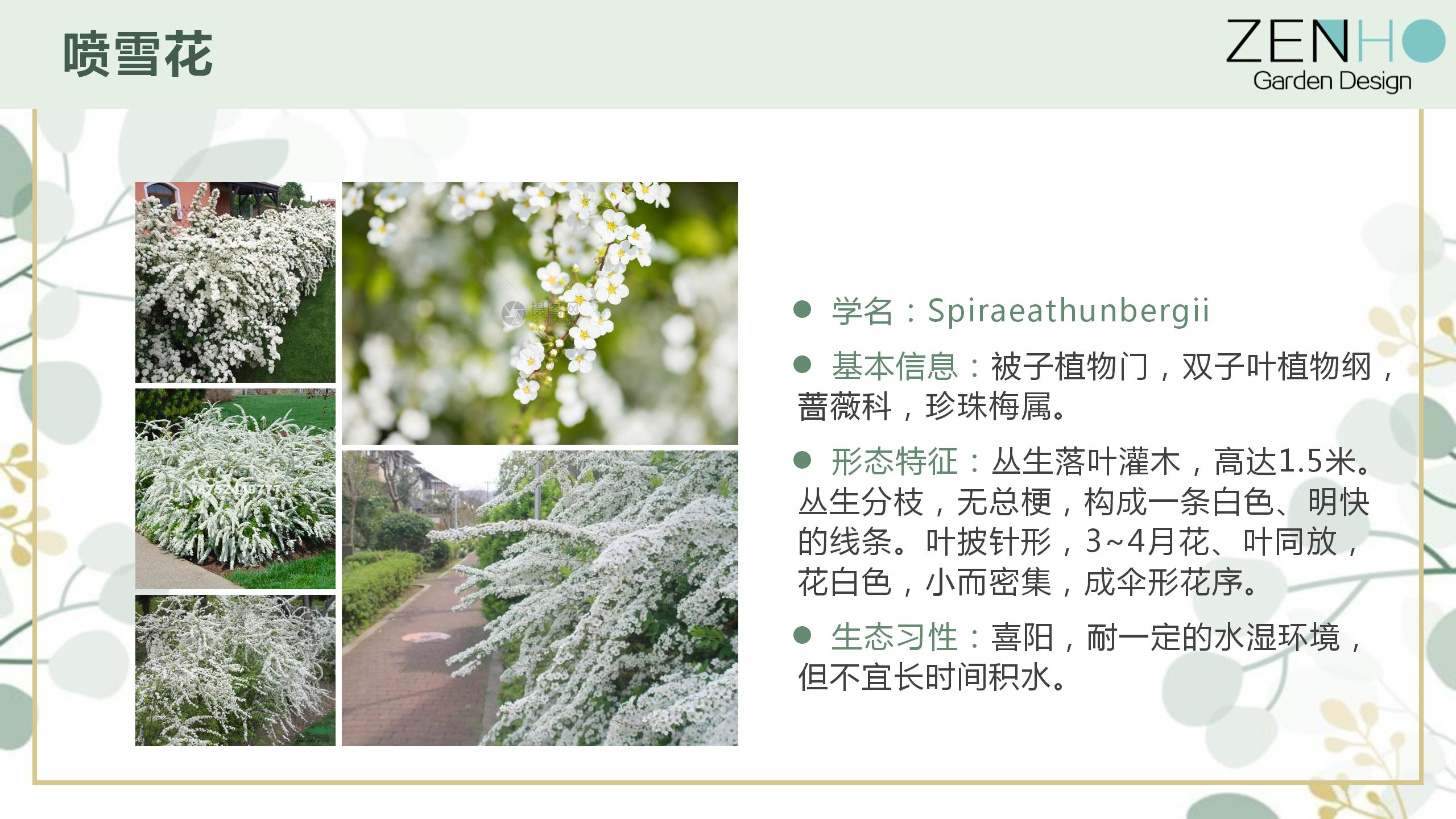 植物清單更新增添_34.jpg