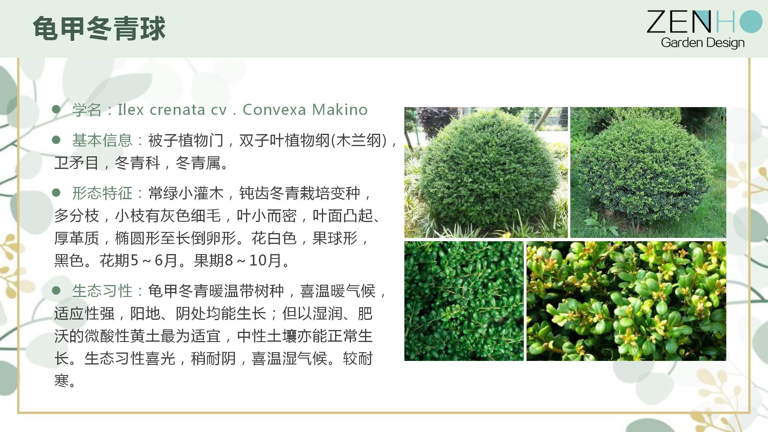 植物清單更新增添_79.jpg