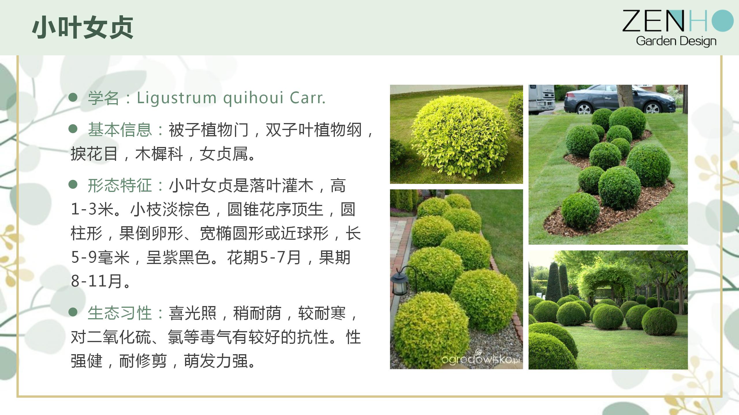 植物清單更新增添_77.jpg