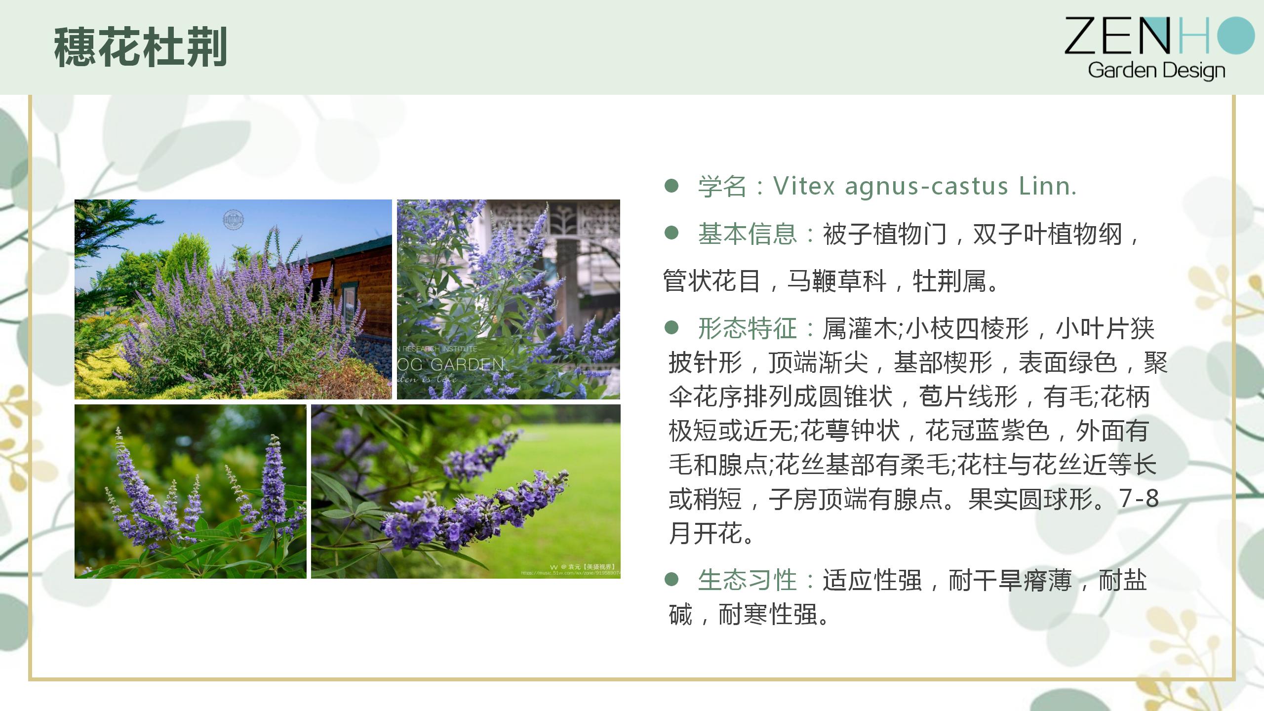 植物清單更新增添_29.jpg