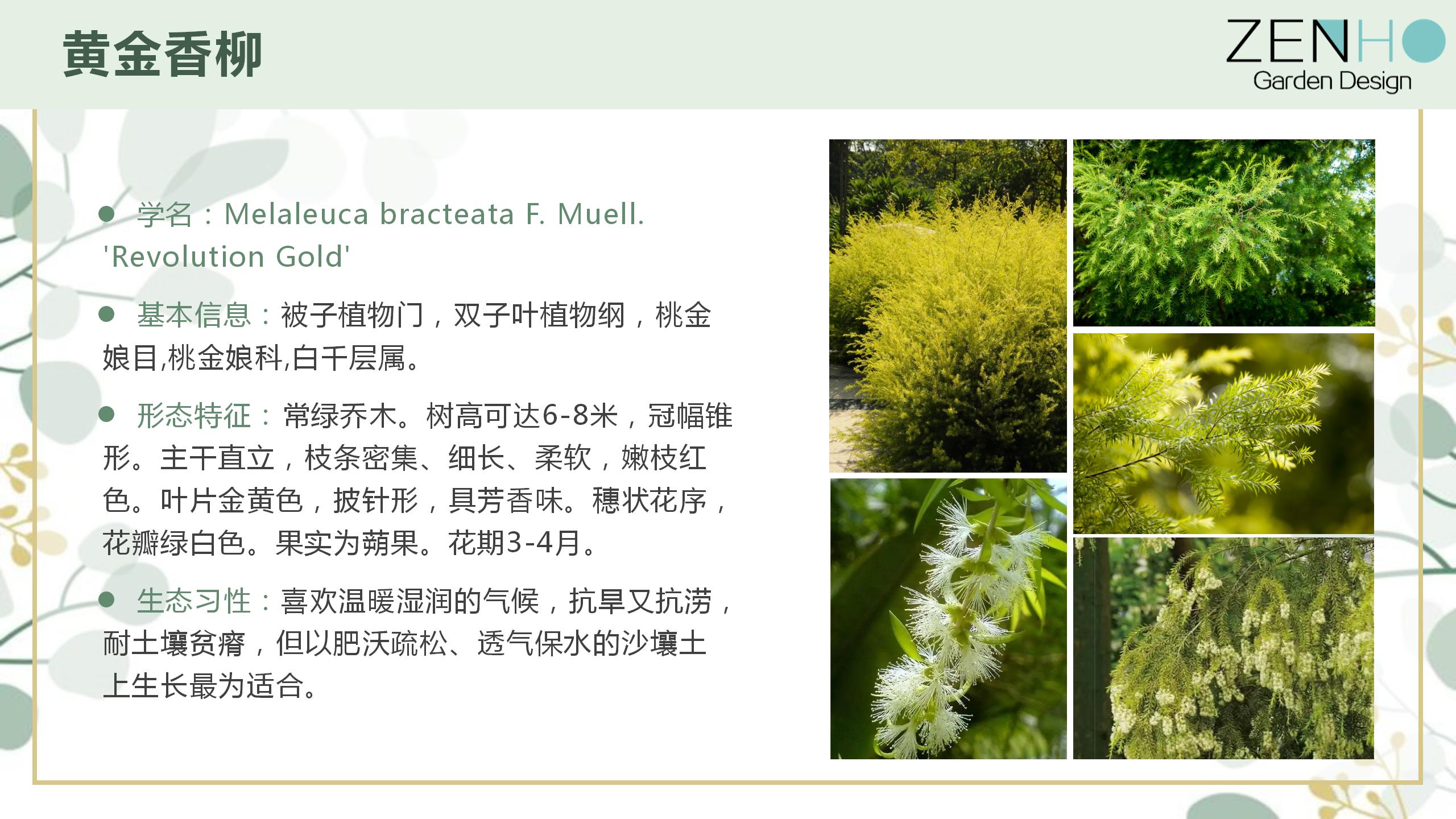 植物清單更新增添_82.jpg