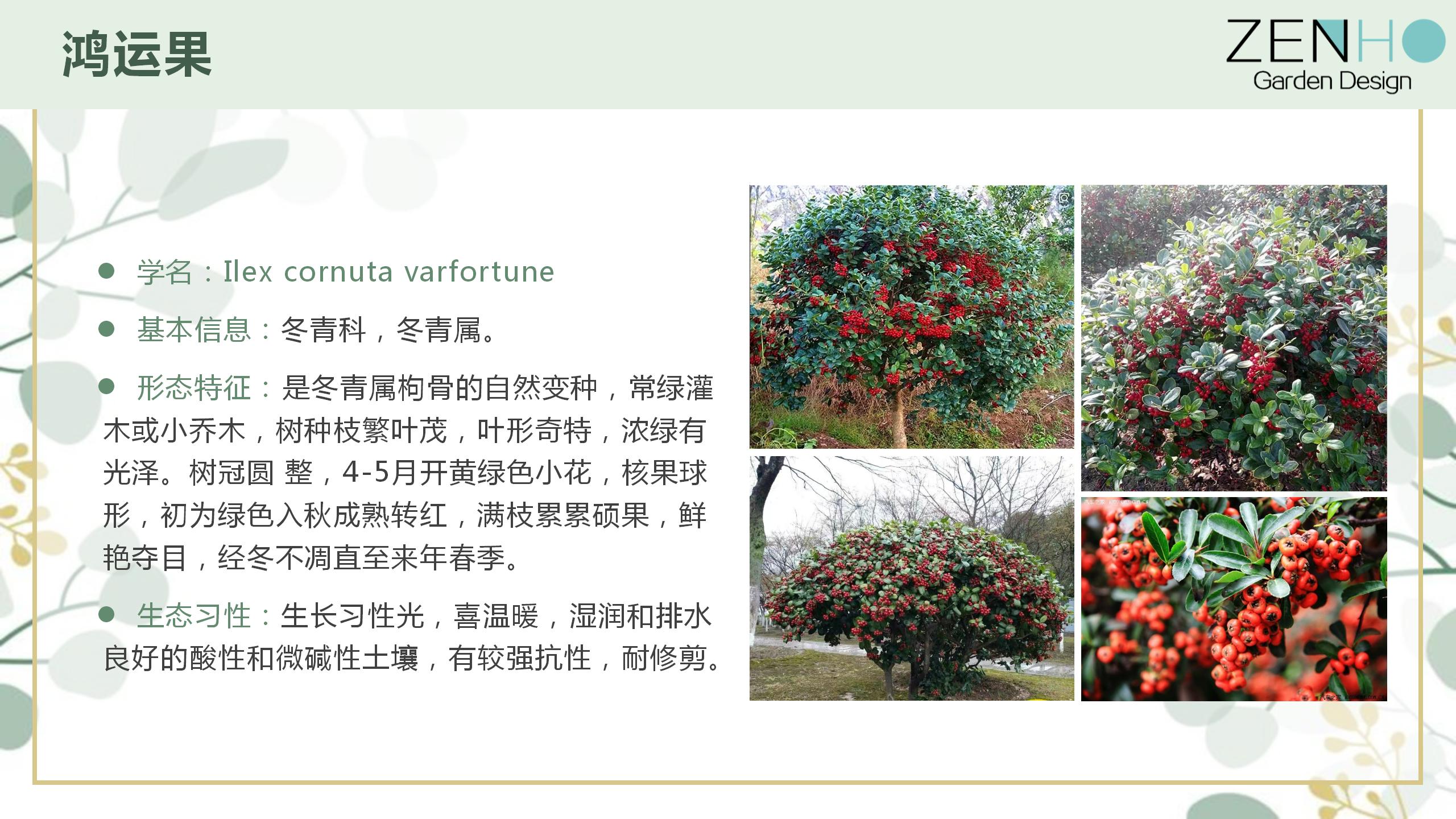 植物清單更新增添_80.jpg