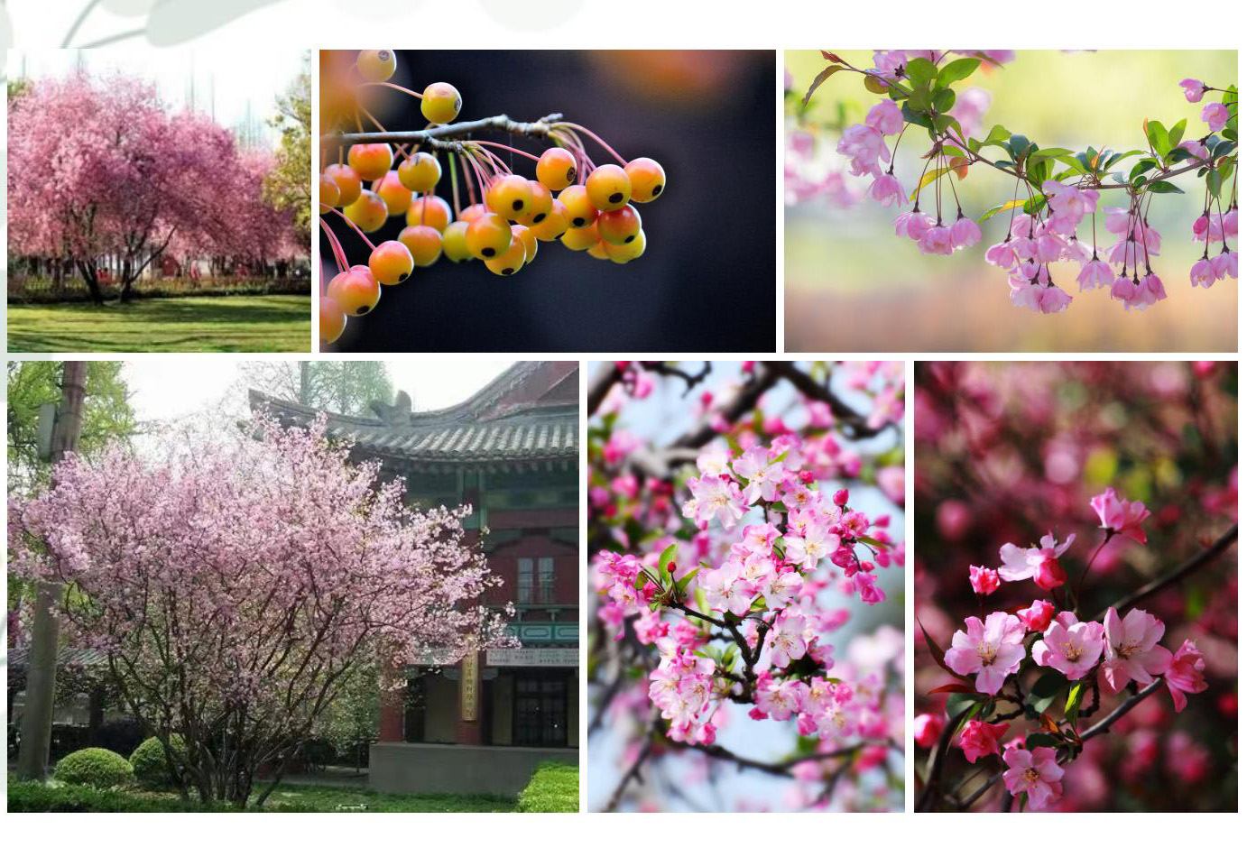 花境植物選型素材庫