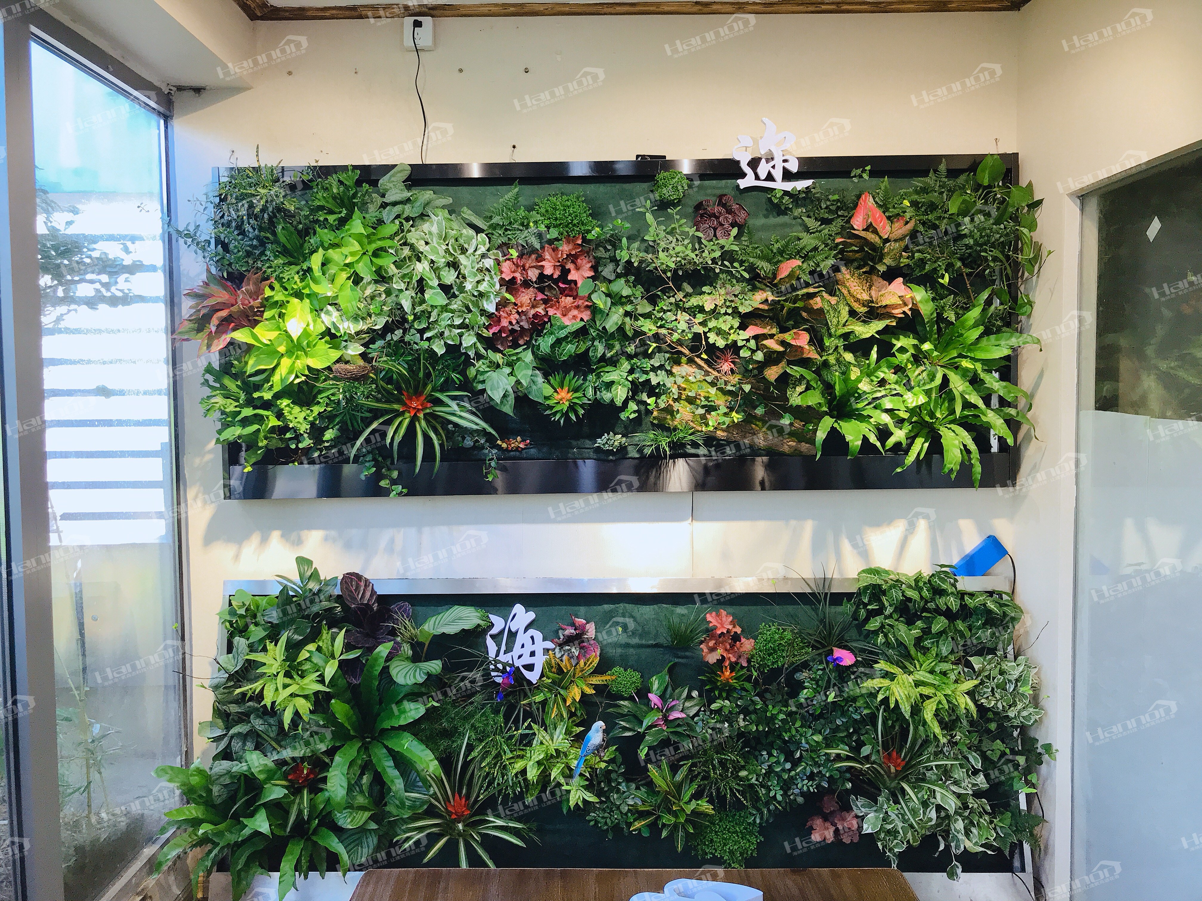 关于家庭绿化的植物选择建议