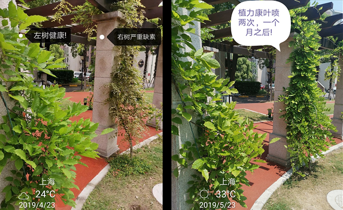 植力康在紫藤上應(yīng)用表現(xiàn)