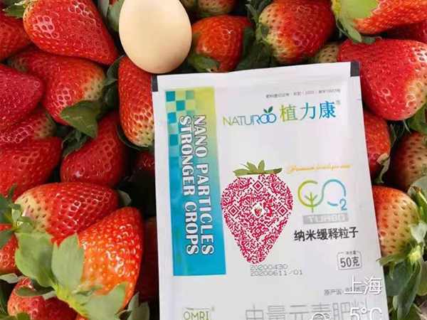 草莓果期表現(xiàn)