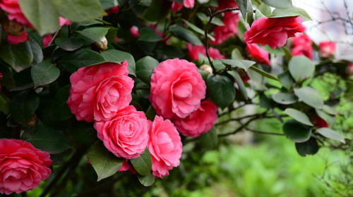 山茶花.jpg