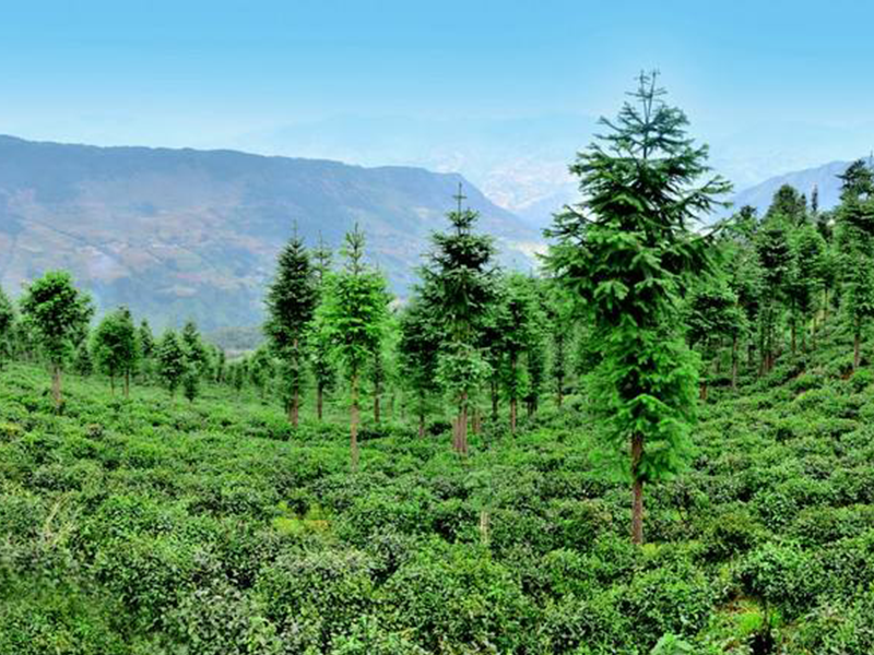 什么是林業工程？