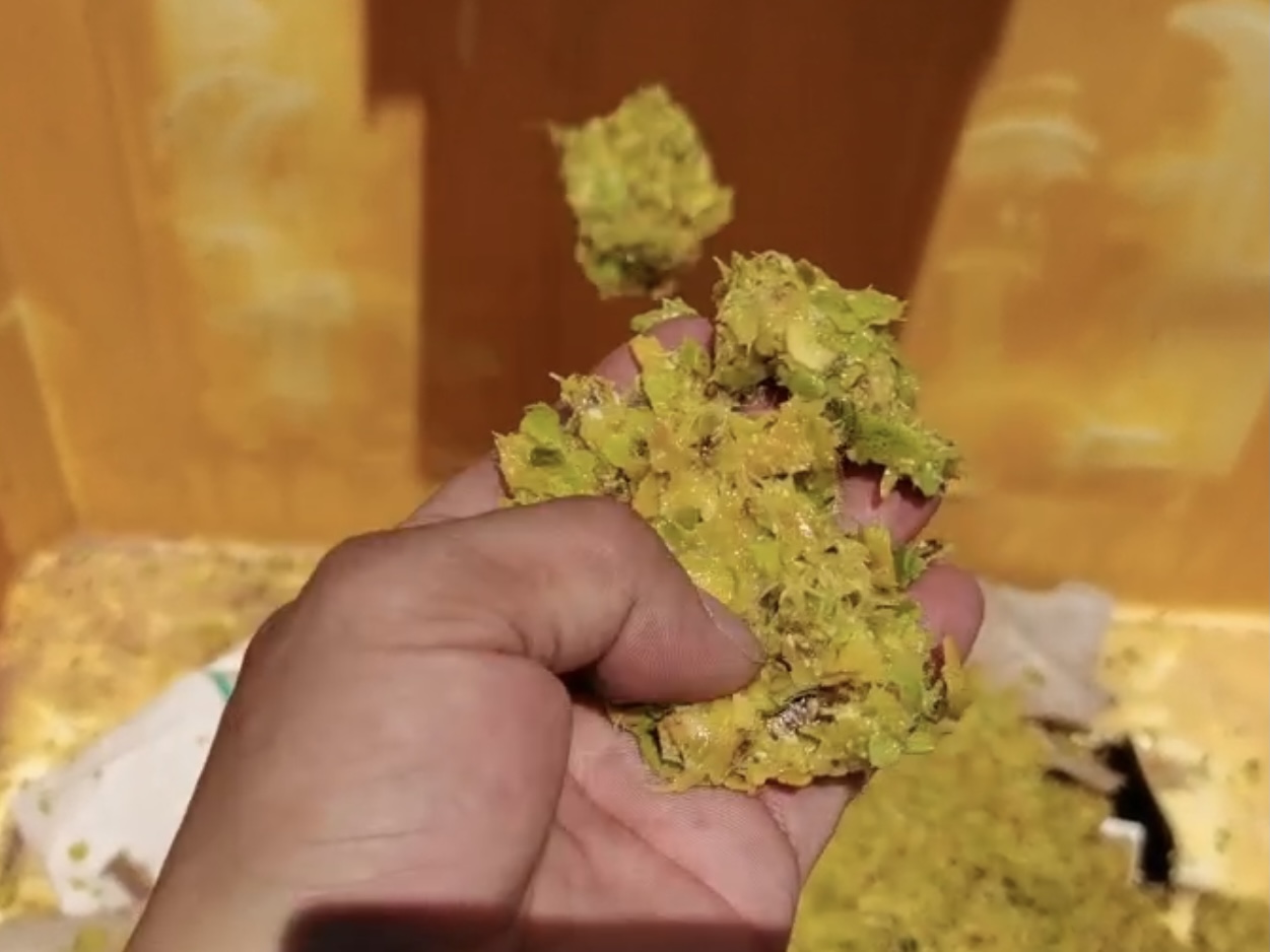 【工厂实探】芒果的清洗与提升