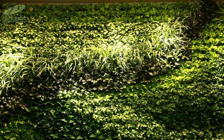 植物墙 