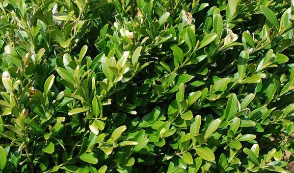 LEHU乐虎 | 笔直绿化关于植物的选取