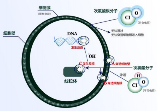 居家消毒篇：次氯酸水防控新型冠狀病毒!
