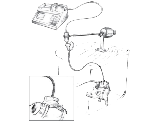 小鼠給藥導(dǎo)管