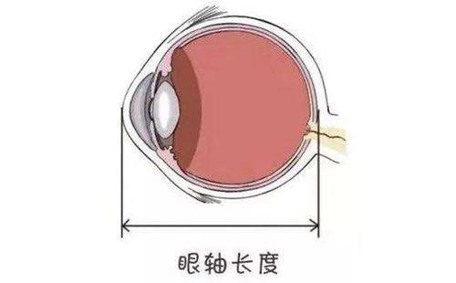 什么是眼軸？