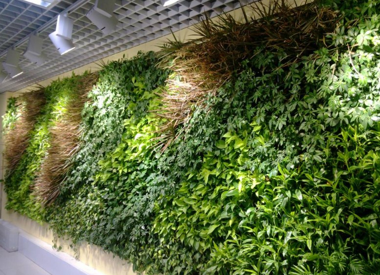 室内绿化植物你懂几多?