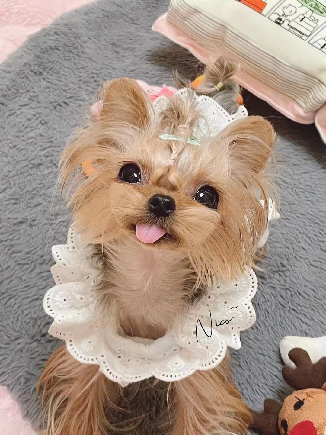 上海百特美寵物用品有限公司