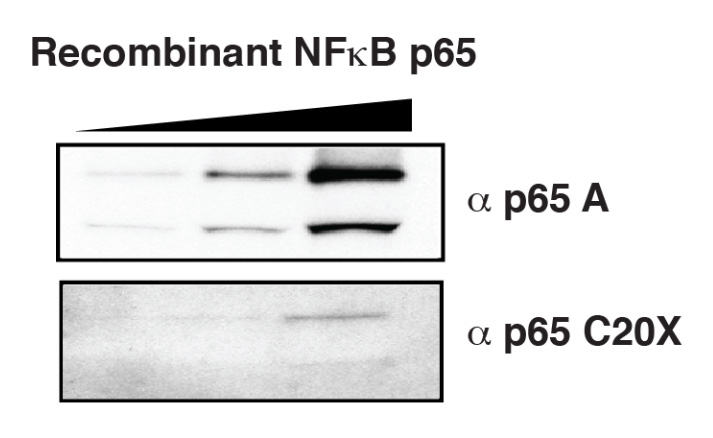 NF-kB p65 (RELA) (NM_021975) 人重組蛋白