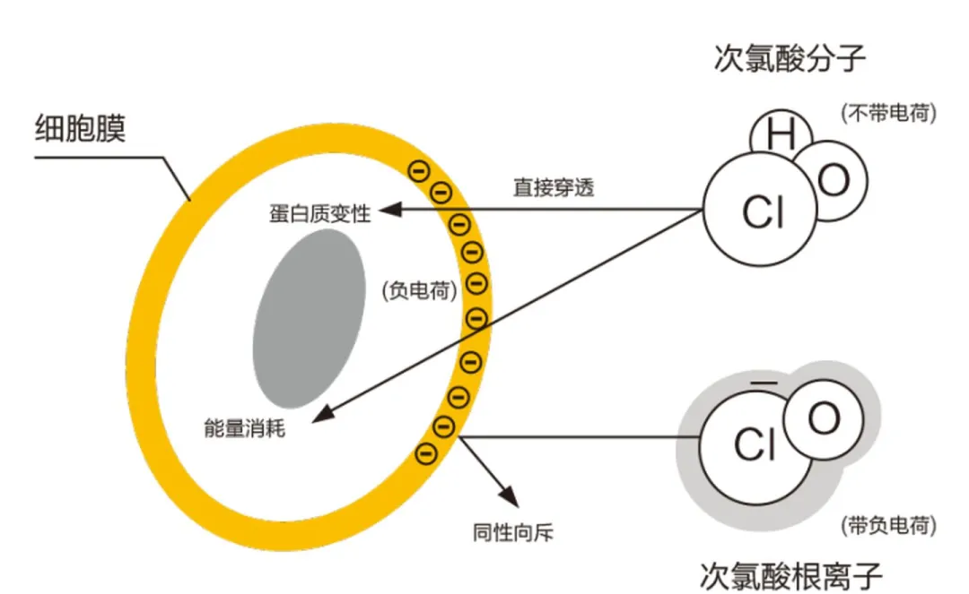 3.webp