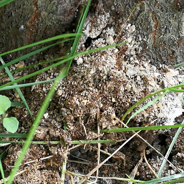 陂頭學校校園紅火蟻滅治