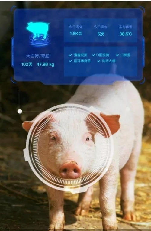 AI養(yǎng)豬