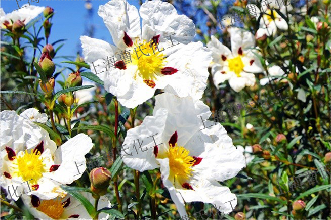 巖薔薇.png