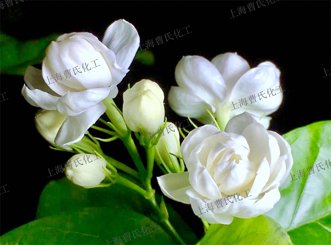 茉莉花.png