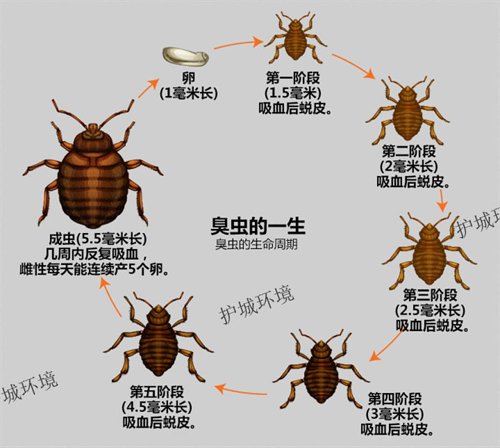 臭蟲的一生